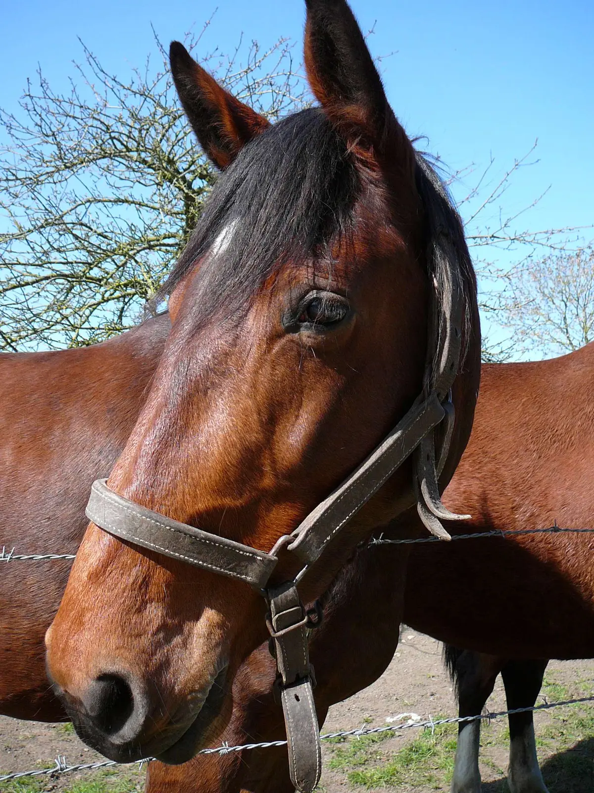 Exposition temporaire Terre de champions, les célèbres chevaux d'Isigny-sur-Mer
