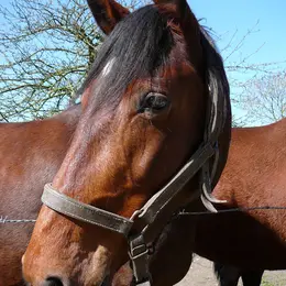Exposition temporaire Terre de champions, les célèbres chevaux d'Isigny-sur-Mer