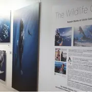 Exposition The Wildlife Odyssey, une immersion photographique au cœur des océans