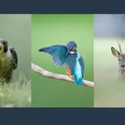 Exposition Théo Bonnefous