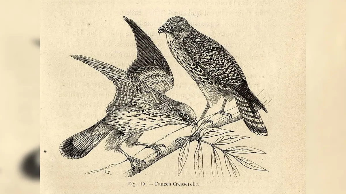 Exposition : Tous à plumes, les oiseaux dans les collections patrimoniales