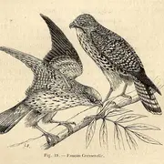 Exposition : Tous à plumes, les oiseaux dans les collections patrimoniales