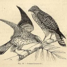 Exposition : Tous à plumes, les oiseaux dans les collections patrimoniales