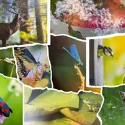Exposition, trésors naturels du Limousin au Foyer Rural