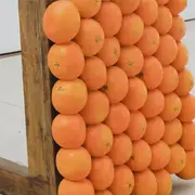 Exposition Tutti Frutti