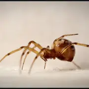 Exposition “Un monde à soie”