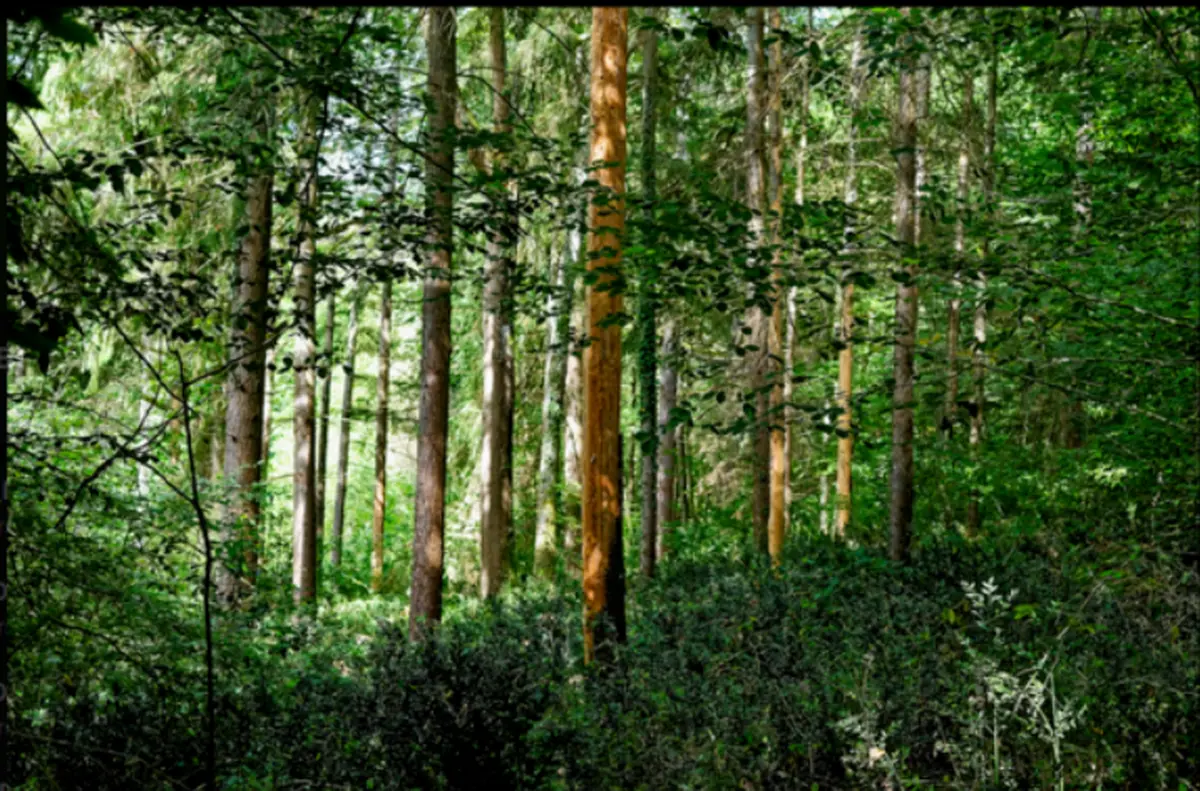 Exposition - Un Regard Sur La Forêt