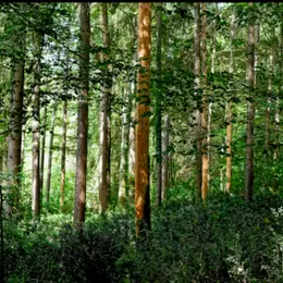 Exposition - Un Regard Sur La Forêt