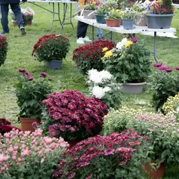 Exposition-vente de plantes à la Société d'horticulture à Niort