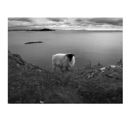Exposition « Vert Irlande »