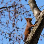 Exposition - Voisins-Voisines : à Poil, à Plume, Ils Habitent Avec Nous !