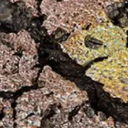 Expositions d'Automne