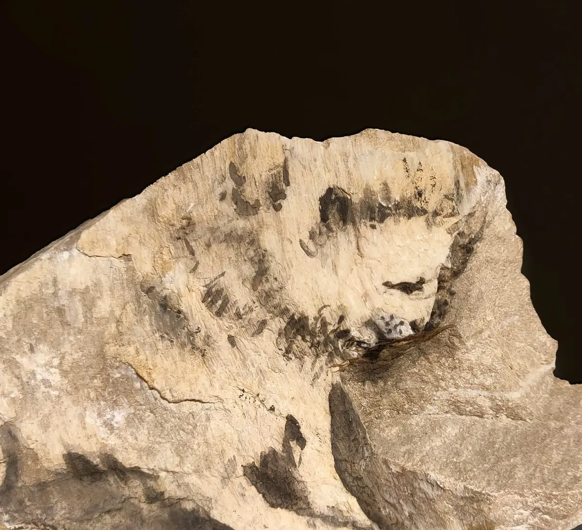 Expositions : Les pierres qui parlent de Marie-Antoinette Bassieux