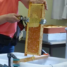 Extraction de miel
