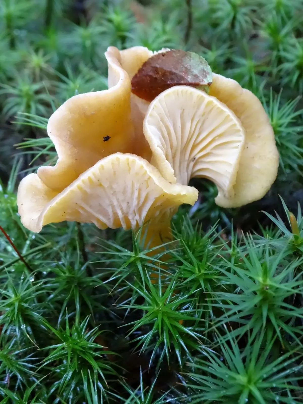 Rando Champignons