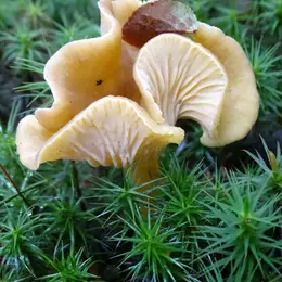 Rando Champignons