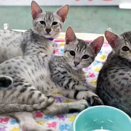 exposition internationale feline