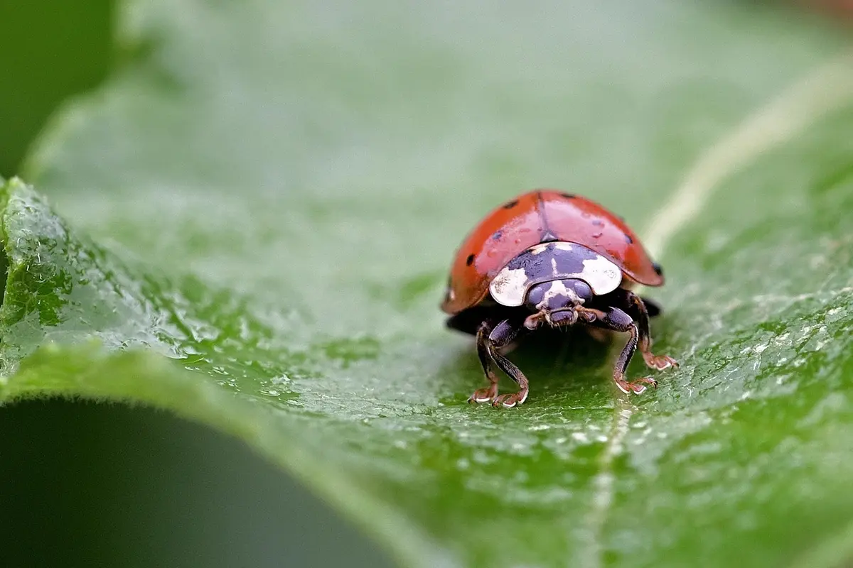 Fabrication D'Un Abreuvoir à Insectes