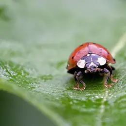 Fabrication D'Un Abreuvoir à Insectes