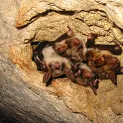 Fabrication de nichoirs à chauves-souris