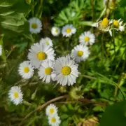 Fabrication de remèdes médicaux et tisanes