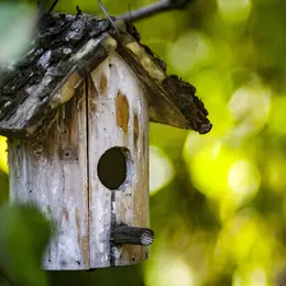 Fabrique ta mangeoire à oiseaux