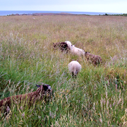 Faire Bande / La Canourgue