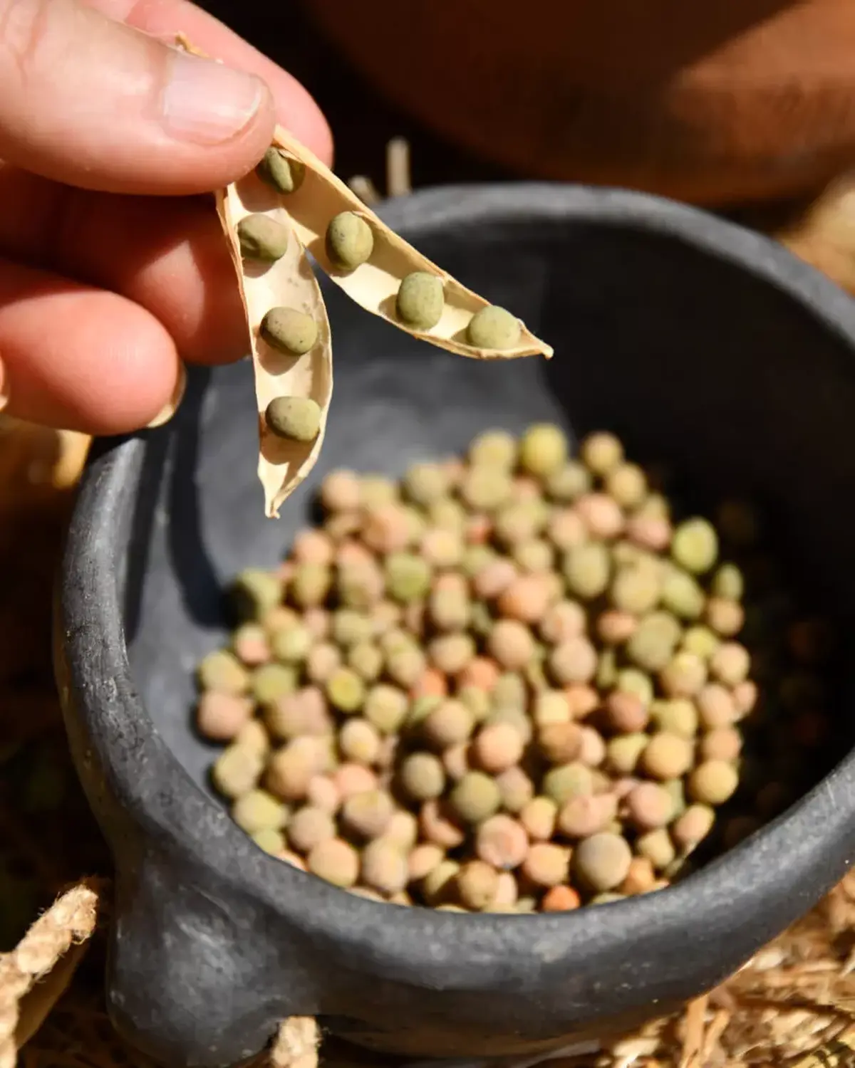Faites parler les graines ! Les plantes témoins de la Préhistoire