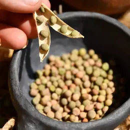 Faites parler les graines ! Les plantes témoins de la Préhistoire