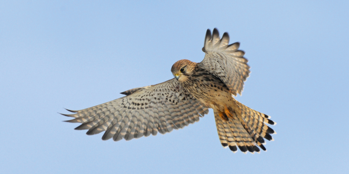 Faucon Crécerellette (et Autres Oiseaux)