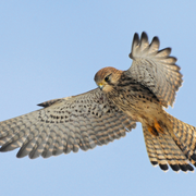 Faucon Crécerellette (et Autres Oiseaux)