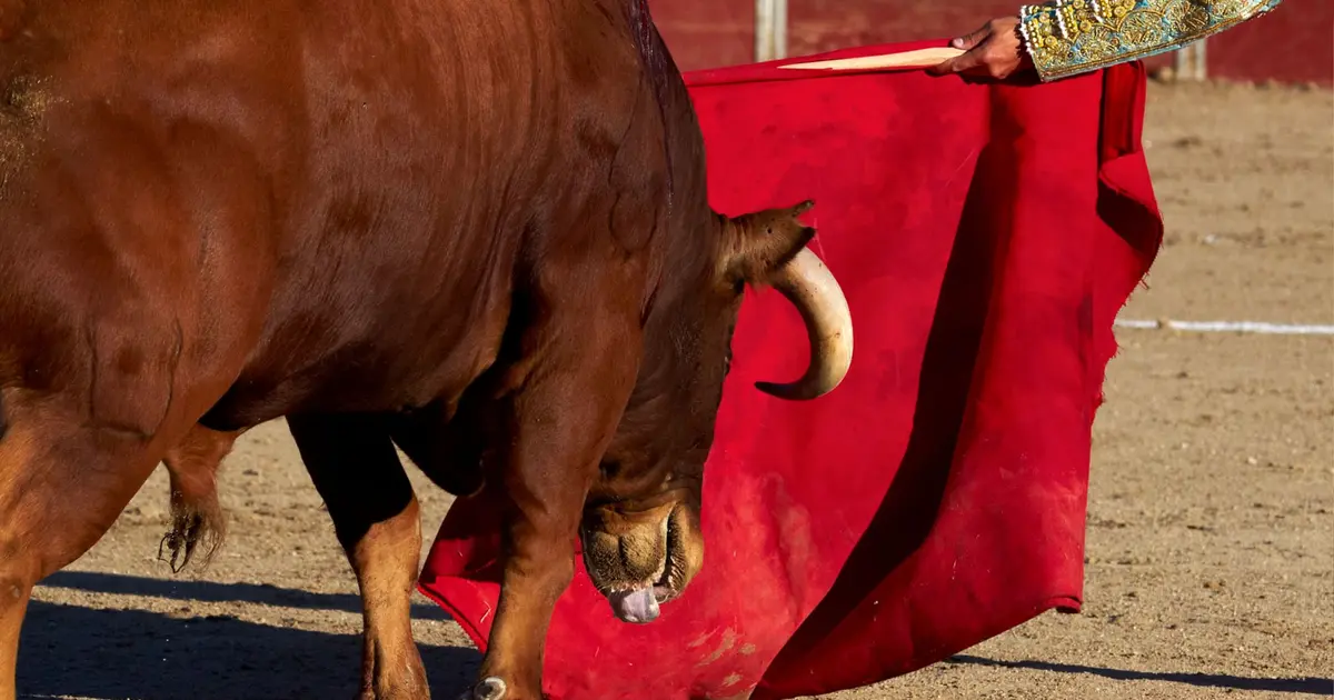 Le taureau, véritable star des arènes nîmoises, fait vibrer le public à chaque feria