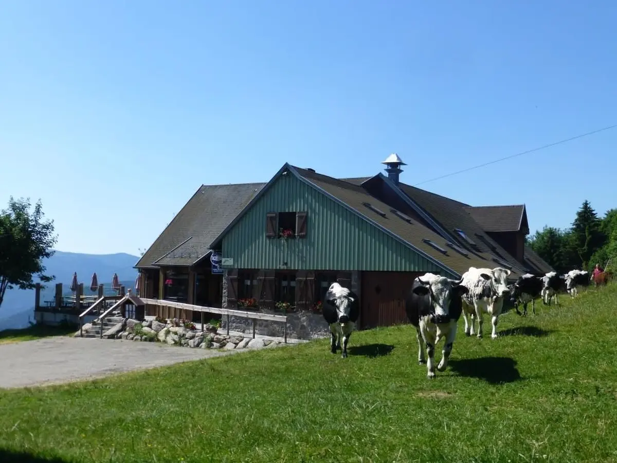La ferme auberge du Gaschney et des belles vaches