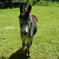 Un petit âne nous accueille avec sympathie DR