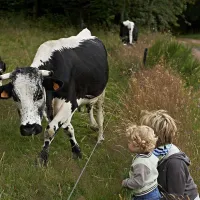 Une belle vache vosgienne de la ferme DR