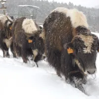 Les yaks de l'auberge du Rain des Chênes DR