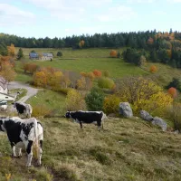 Vue sur la ferme auberge du Glasborn et ses vaches laitières DR
