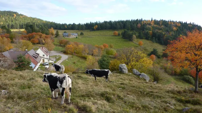 Vue sur la ferme auberge du Glasborn et ses vaches laitières