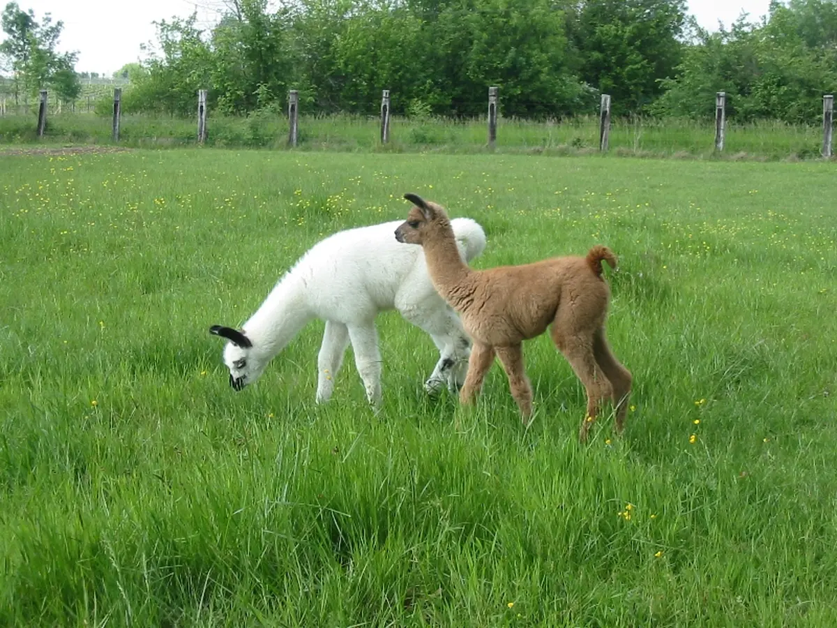Ferme de découverte et pédagogique - Les Lamas de Brandacot