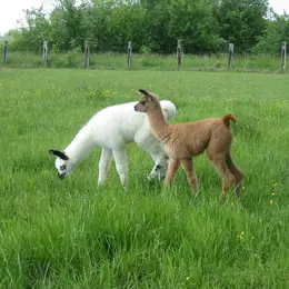 Ferme de découverte et pédagogique - Les Lamas de Brandacot