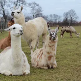 Ferme du Krefft : des lamas et alpagas au coeur de l'Alsace
