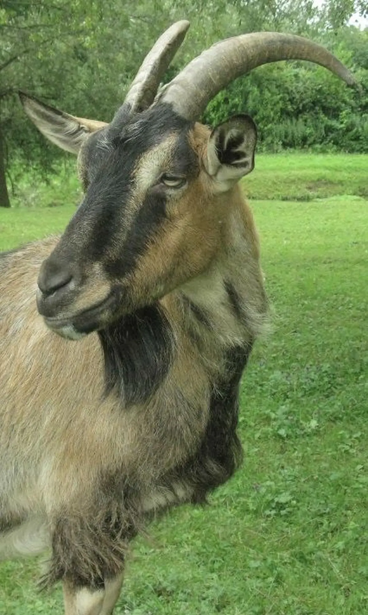 L'une des chèvres de la Ferme éducative AGF de Rhinau