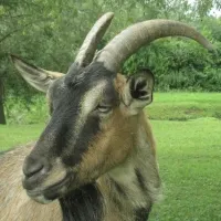 L'une des chèvres de la Ferme éducative AGF de Rhinau DR