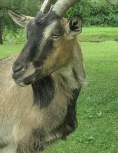 Ferme éducative AGF