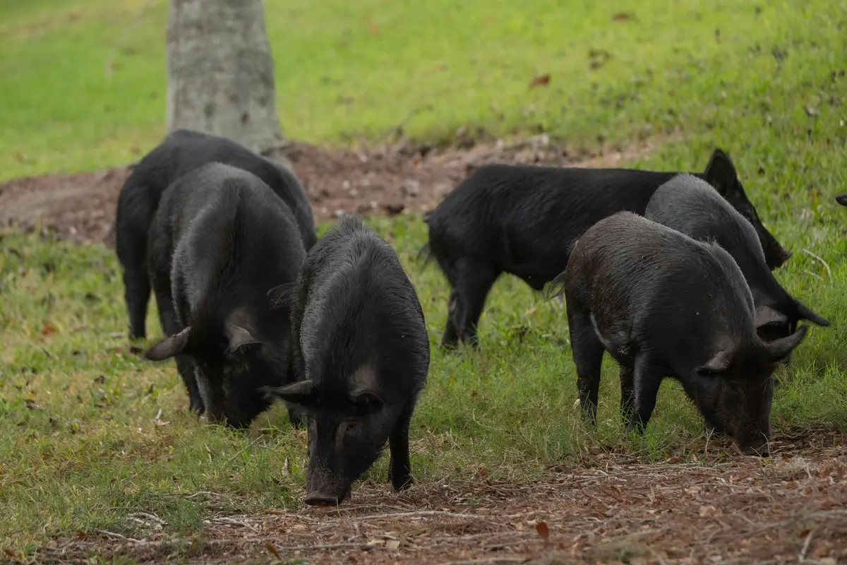Ferme En Fete : Les Porcs Du Coteau De Charlas