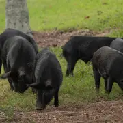 Ferme En Fete : Les Porcs Du Coteau De Charlas