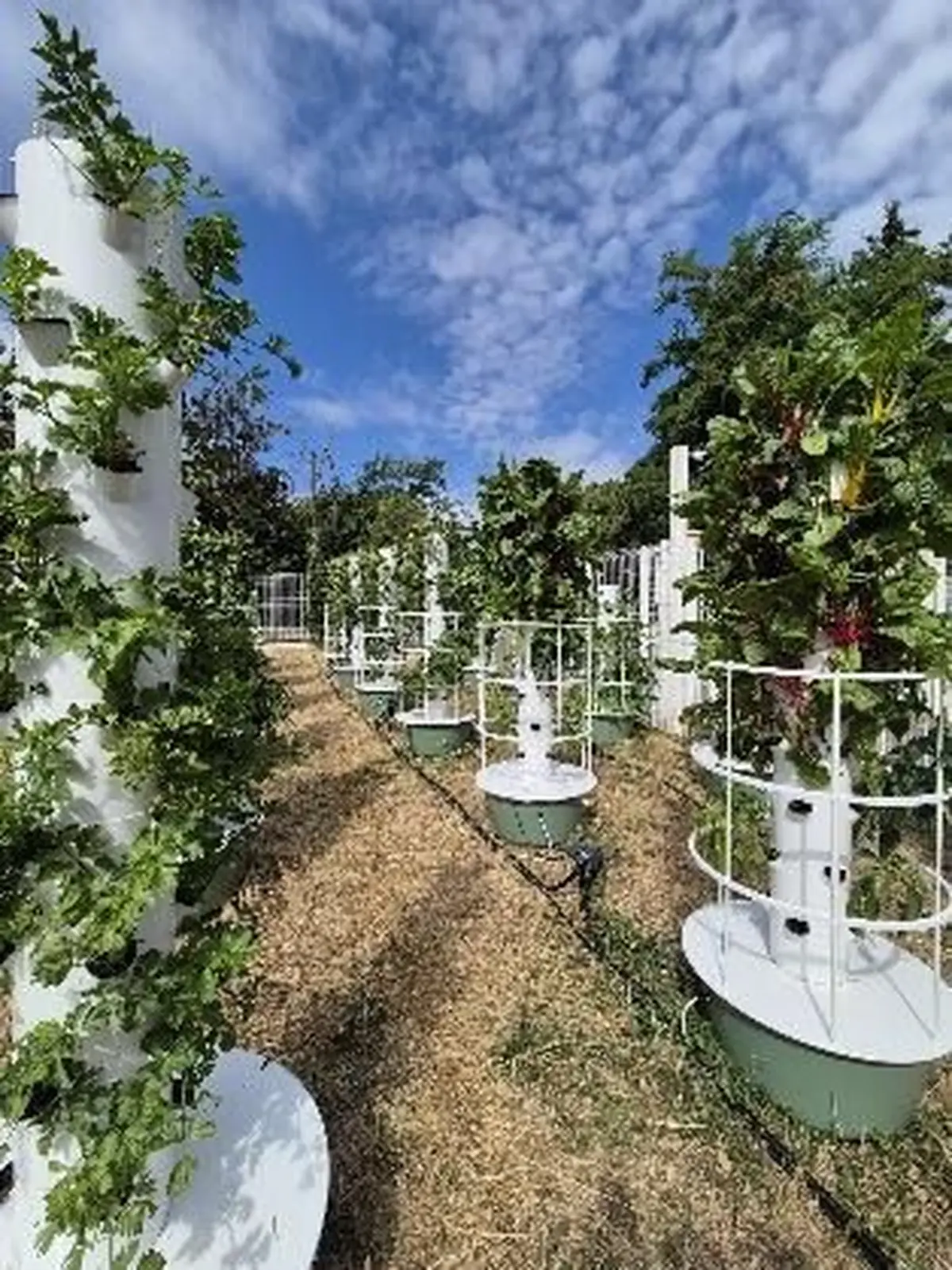 Fermes aéroponiques urbaines : UltraEdge, Les Fermes Ionaka et le Secours populaire s'associent à Strasbourg