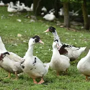 Fermes en Fête : Ferme de Larcher
