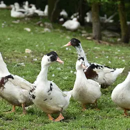 Fermes en Fête : Ferme de Larcher