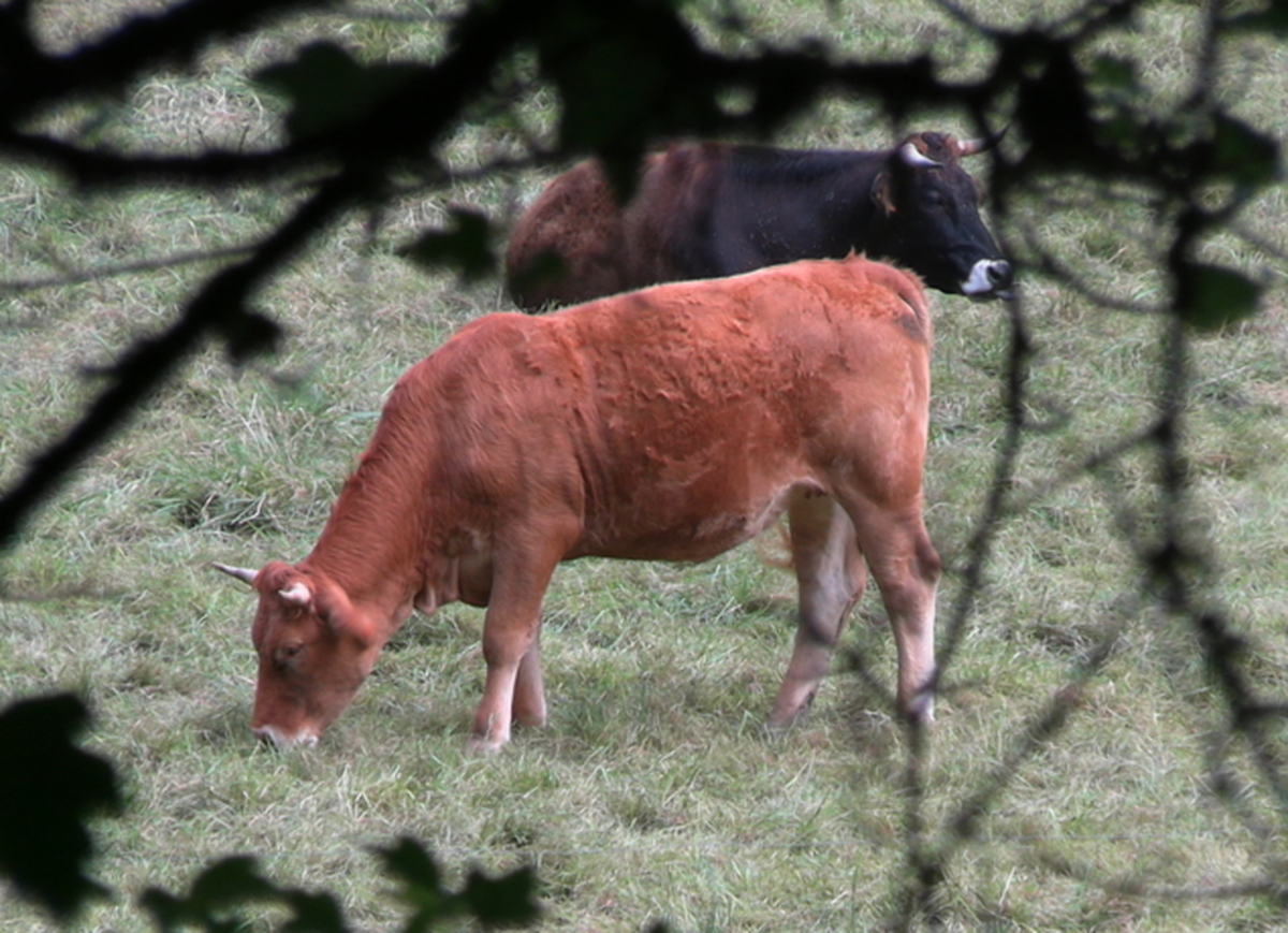 Fermes En Fête - La Ferme Des Hautins